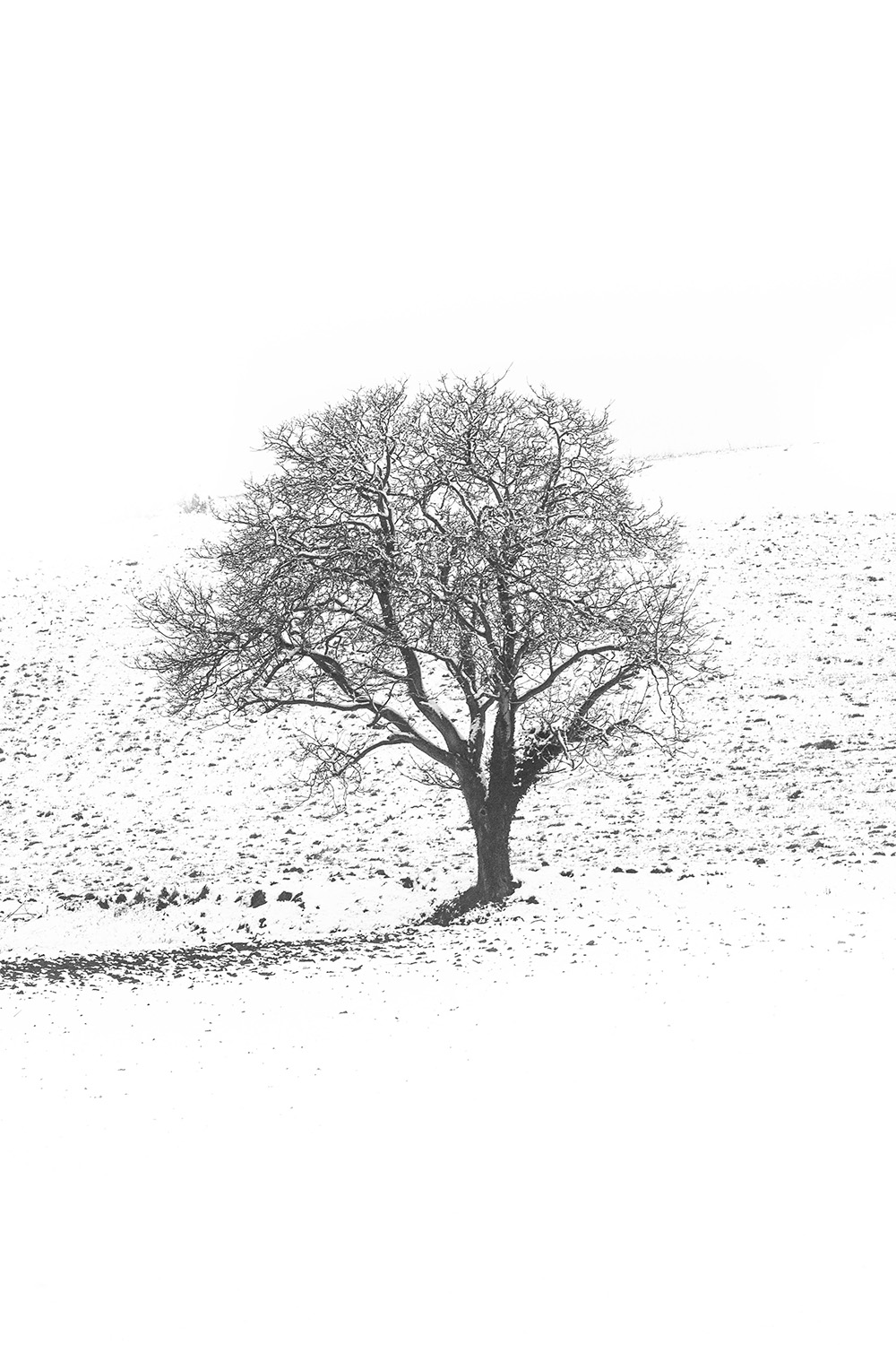 Hiver Noir et Blanc